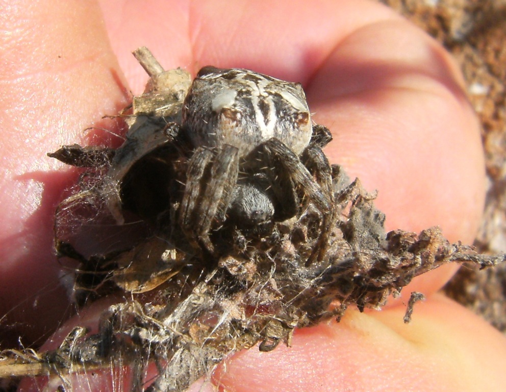 Araneus grossus
